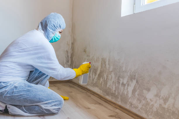Licensed Basement Mold Remediation service in Deer Park, TX - WQB Mold Removal