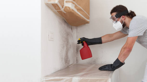 Professional Basement Mold Remediation technician working in Deer Park, TX