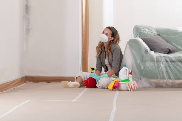 Reliable Basement Mold Remediation contractor in Deer Park, TX by WQB Mold Removal
